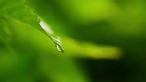 Close-up of leaves in the rain - close-up of raindrops and water droplets Vídeo Stock 257531531