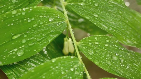 Close-up of leaves in the rain Vídeos de archivo 8655748