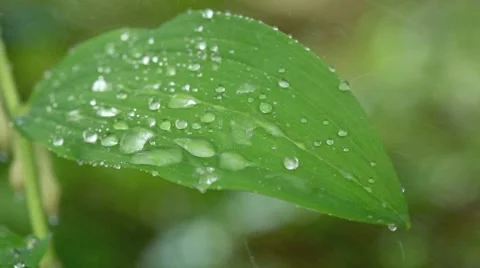 Close-up of leaves in the rain Stock Footage 8655777