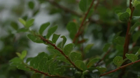 Close Up - Leaves in The Rain Stock Footage 40846266