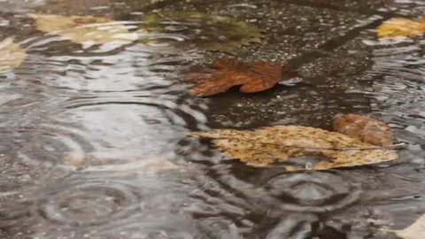 Close up of Leaves in the Rain Stock Footage 93493525