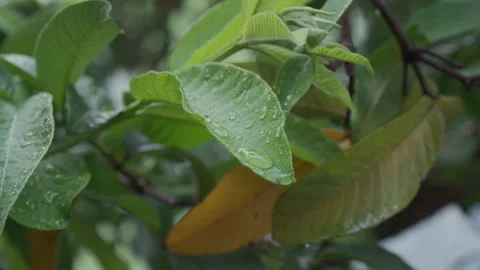 Close-up of leaves with raindrops. Raining on foliage. Plants. Dew. Greenery. Stock Footage 245545492