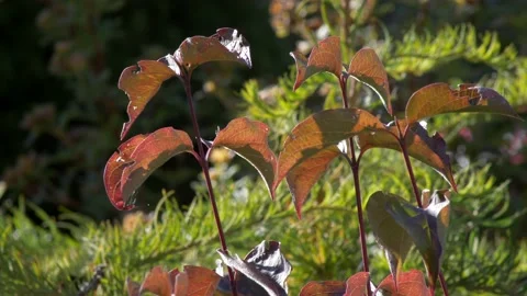 Close up leaves of a red plant shot against the light. 库存影片 166317254