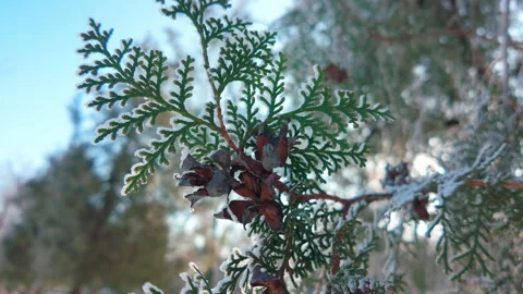 Close-up of leaves with seed cones of thuja tree covered in hoarfrost swaying in 動画素材 328099030