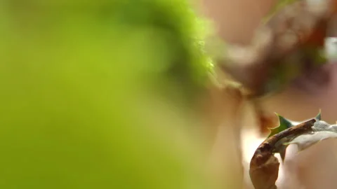 Close-up of leaves with shallow focus in rack focus effect revealing its Stock Footage 346546834