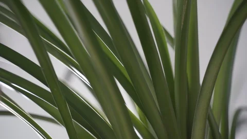 Close up Leaves slight movement Stock Footage 103854481