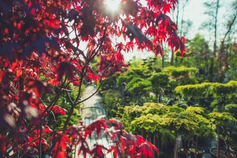 Close Up Of Leaves Of Small Red Maple Tree In Greenhouse Of Garden Depertment Photos