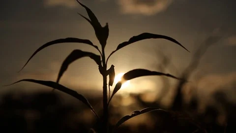 Close up of leaves with sun in background Stock Footage 72107196