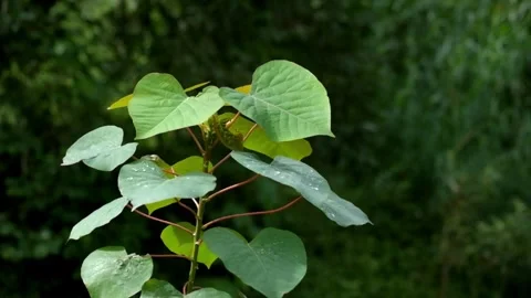 Close up of leaves swaying in the wind with bokeh background Stock Footage 319798818