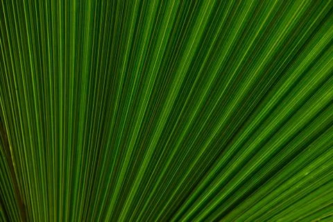 Close up of leaves texture or background Stock Photos