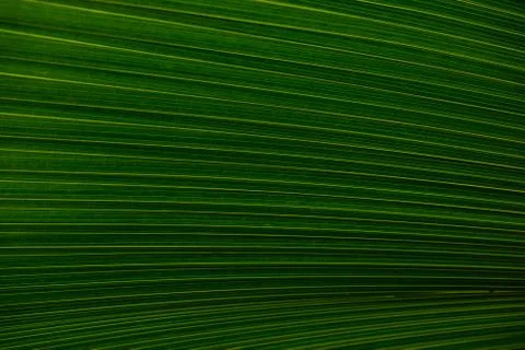 Close up of leaves texture or background Foto stock