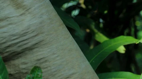 A close up of a leaves textured surface set against a lush green background Stock Footage 304191885