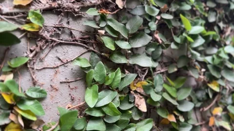 Close-up of leaves on a textured wall Stock-Footage 312095192