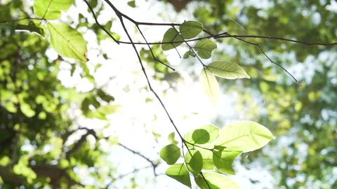 Close up  leaves through sun sky. Stock Footage 214258759