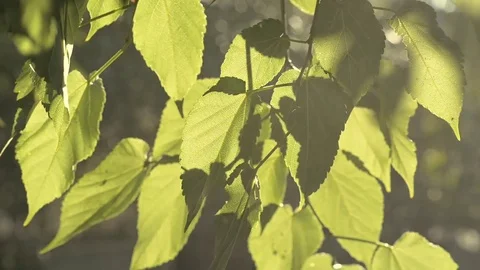 Close-up of leaves of a tree backlit by the wind Stock Footage 78175587