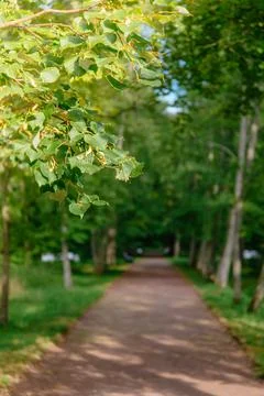 Close-up of leaves on a tree branch. The background is blurred. Stock Photos