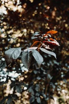 Close   up   of   leaves   of   a   tree Stock Photos