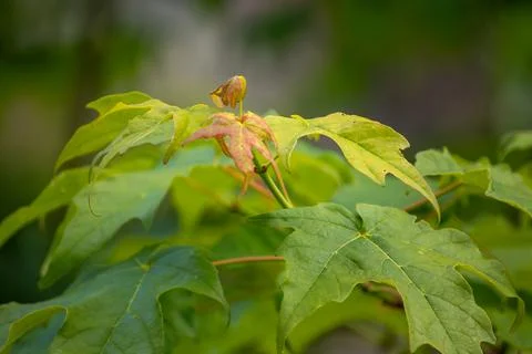 A close-up of leaves on a tree in spring Stock Photos