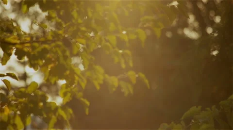 Close-up of leaves of a tree at sunset Stock-Footage 48922903