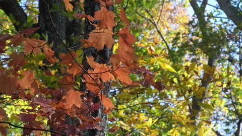 Close up of Leaves on Trees in Autumn Stock-Footage 340929682
