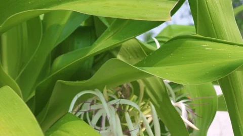 Close up leaves tropical trees in summer garden. Green foliage tropical plant Stock Footage 106916982