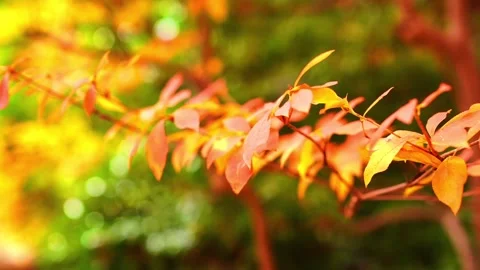 Close-up of leaves turning red in the cool autumn breeze in autumn foliage Stock Footage 258972092