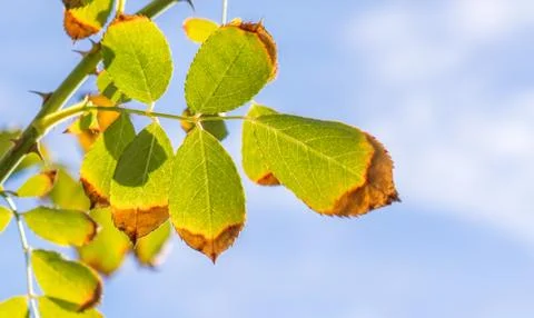 Close up of leaves from underneath Stock Photos