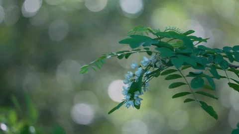 Close up leaves video Stock Footage 107075203