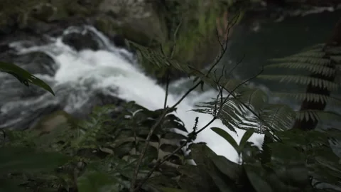 Close up on leaves with a waterfall behind Video stock 131525340