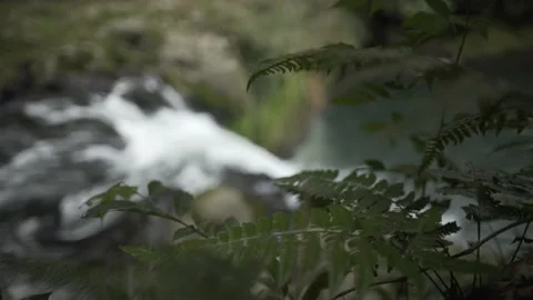 Close up on leaves with a waterfall behind Video stock 131525387