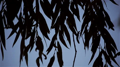 Close-up leaves in the wind against a background of the blue sky Stock Footage 48923457