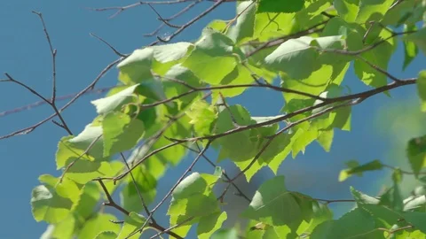Close-up on leaves in wind in slow-motion Stock Footage 88343612