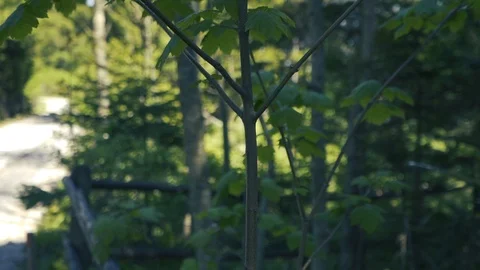 Close up leaves in wood with movement Stock Footage 112777922