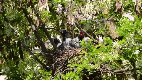 Close-up of ledged gray chicks crow Corvus cornix on hot day on acacia tree Stock Footage 131417912