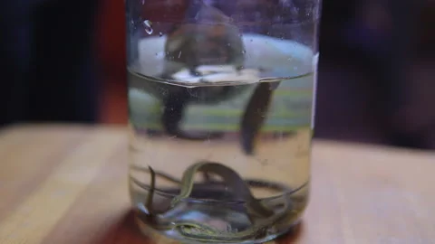 Close-up of leeches floating in a transparent glass jar with water Stock Footage 142664348