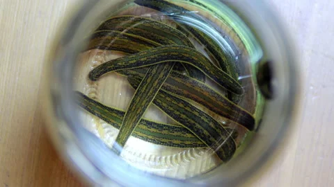 Close-up of leeches floating in a transparent glass jar with water Stock Footage 142664519