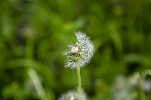 Close up of a left over half of white dandelion flower with blurry green 스톡 사진