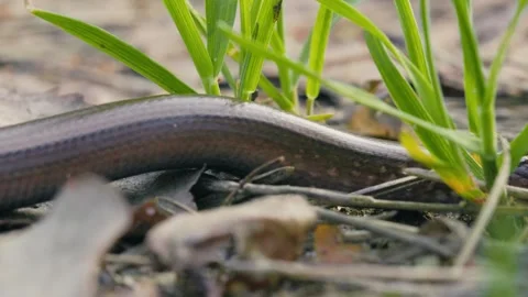 Close-Up of a Legless Lizard Crawling and Flicking Tongue in Sunlight Video stock 316301281