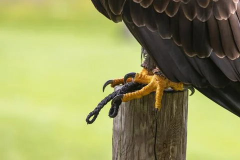 Close-up of the legs and claws of an eagle sitting on a wooden stake. Stock Photos