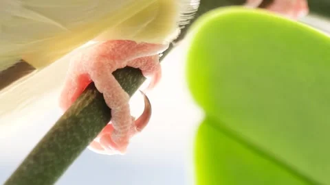 Close-up of the legs of a colorful parrot sitting on a branch. Parrot in nature Stock Footage 248917642