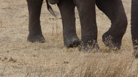 Close-up of the legs of an elephant walking through the savannah Stock Footage 104995568