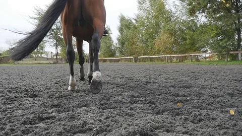 Close up of legs going on the wet muddy ground at manege at farm. Following Stock Footage 71585436