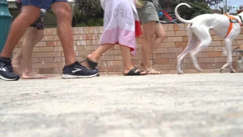 Close up legs walking on beach side - barefoot - sport shoes - dogs Video stock 197446700