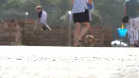 Close up legs walking on beach side - barefoot - sport shoes - dogs Video stock 197446733