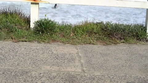 Close up legs walking on beach side - barefoot - sport shoes - dogs Video stock 197447139