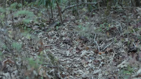 Close-up of legs walking through forest floor Stock Footage 310073244
