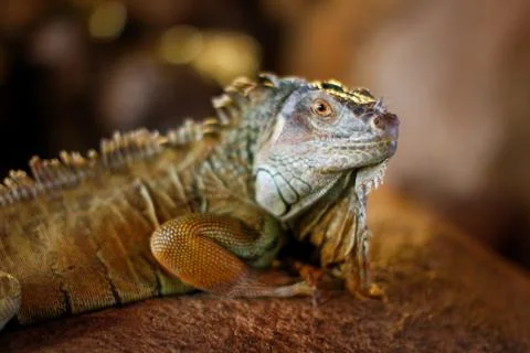 Close-up of leguan Stock Photos