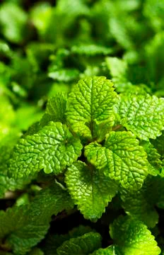 Close-up of Lemon balm Stock Photos