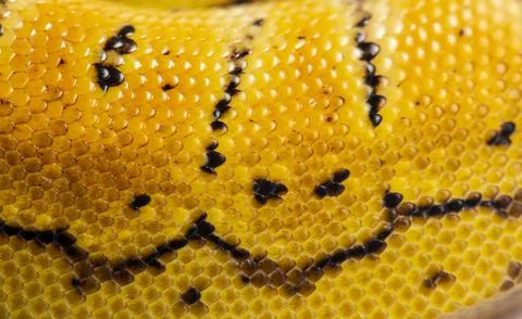 Close-up of Lemon blast ball python scales, python rgius, isolated on white Foto stock