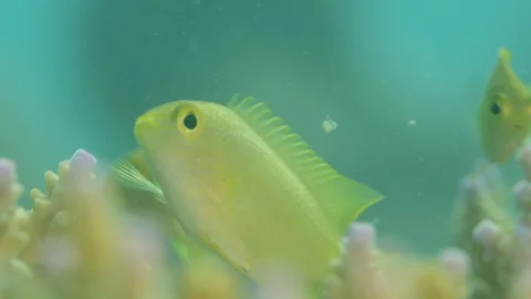 Close up Lemon damselfish hide in coral Stock Footage 111241280